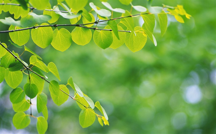 Feuilles vertes fraîches thème fond d'écran Vues:14543