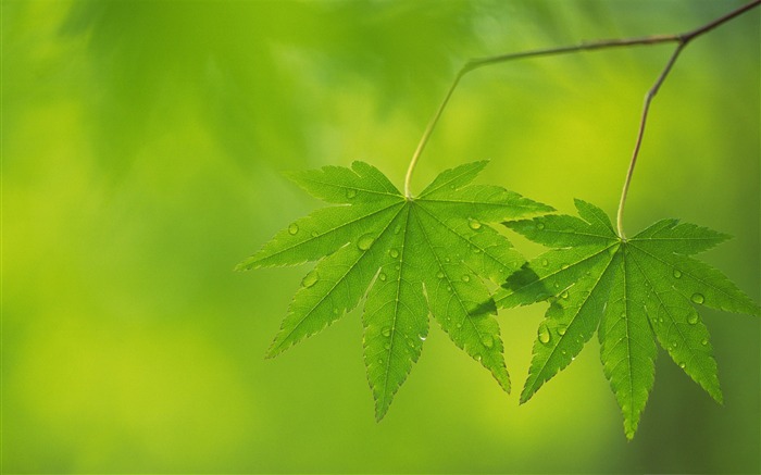 Feuilles vertes fraîches thème fond d'écran Vues:12164