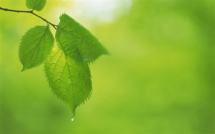 Feuilles vertes fraîches thème fond d'écran Vues:12601