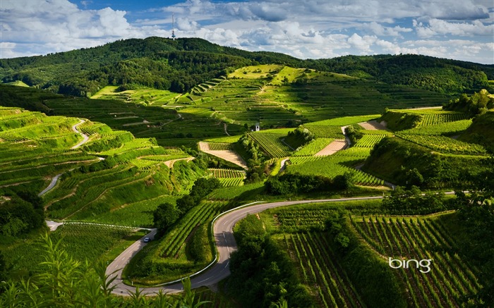 Vignobles allemands-Fond d'écran Bing Vues:68211