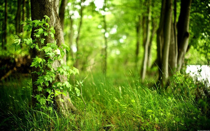 Photographie de paysage naturel temps fonds d'écran Vues:45720