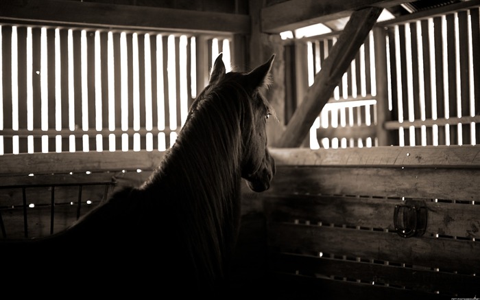 Horse-Nature Photography Wallpaper Views:12169 Date:2012/9/17 19:18:46