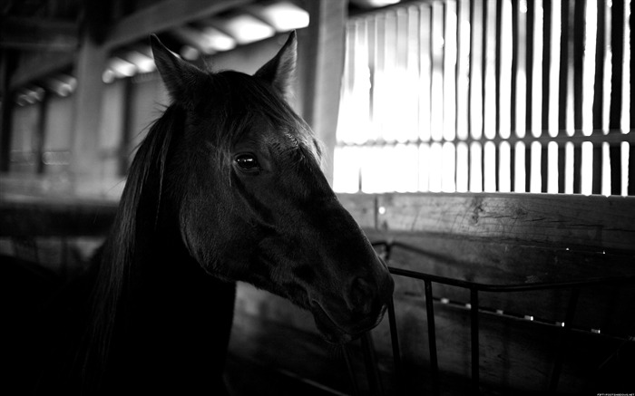 Papéis de Parede de Fotografia de Cavalo Visualizações:10062