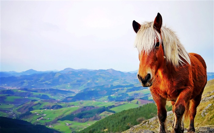 ibérique cheval-animale mondiale Wallpaper Vues:11445