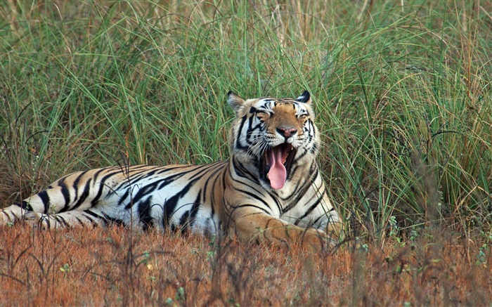 Kanha National Park Tiger-animale mondiale Wallpaper Vues:12209