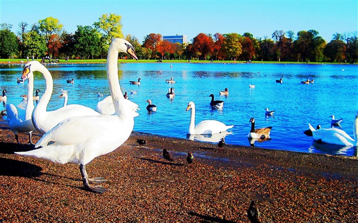 Papéis fotográficos da foto Kensington Gardens-wild animals Visualizações:10961