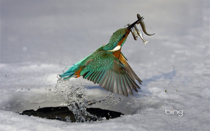 Kingfisher poissons pêchés du moment-Uni-Fond d'écran Bing Vues:34707