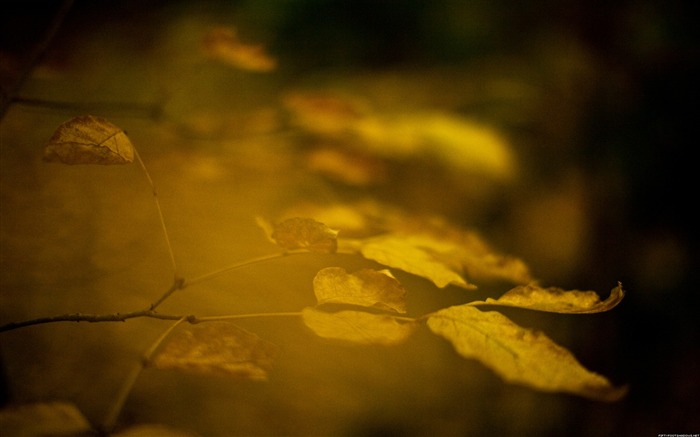 Late autumn-Nature Photography Wallpaper Views:10760 Date:2012/9/17 19:22:31