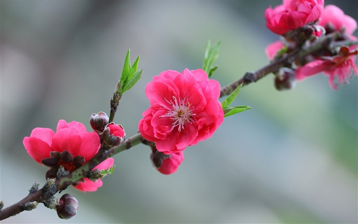 Amar y ser amado-Papel tapiz de fotografía de flores Vistas:10116