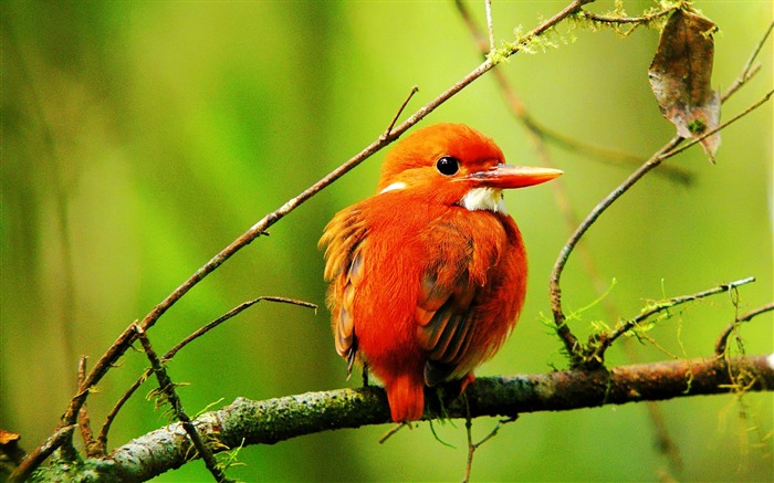 Madagascar Kingfisher pygmée-animale mondiale Wallpaper Vues:15035