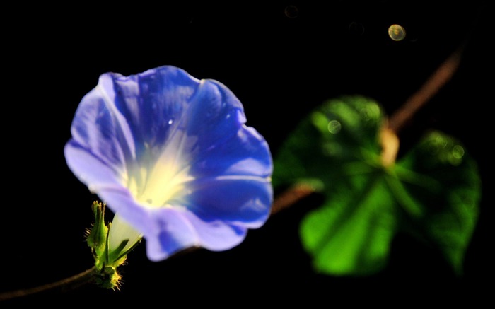 Morning Glory-Flower fotografía fondo de pantalla Vistas:13205