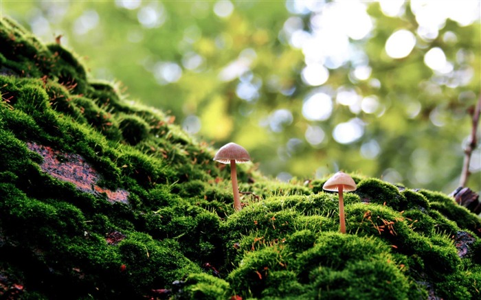 キノコモス-植物の写真壁紙 ブラウズ:27844