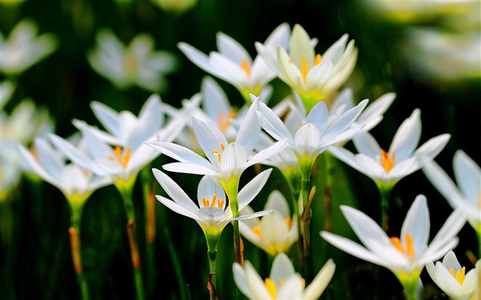 Fondo de escritorio de fotografía de flores de orquídeas Vistas:10042