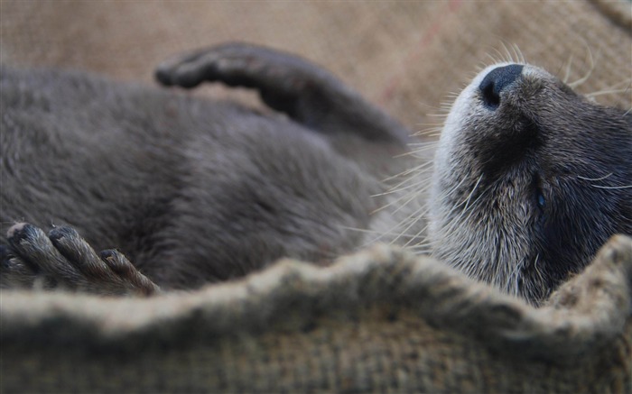 Otter Sleep-Natural animales fondos de pantalla Vistas:15110