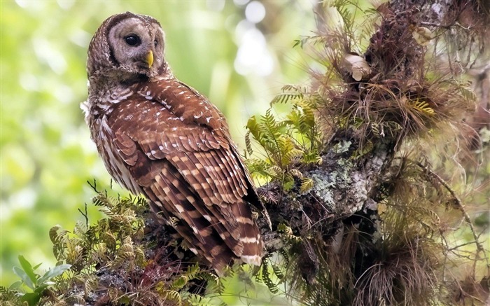 Owl Forest-Natural animales fondos de pantalla Vistas:14761