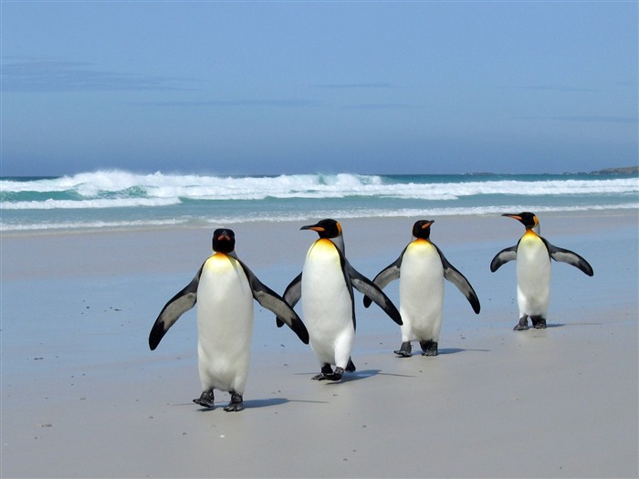 Papéis de parede de pinguins na praia e animais selvagens Visualizações:27597