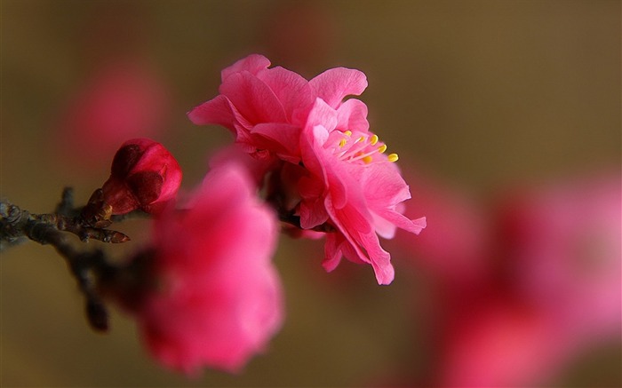 Plum blossom-Flower photography wallpaper Views:11209 Date:2012/9/29 16:42:18