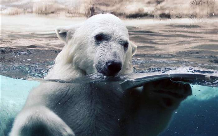 Oso polar Natación-Natural animales fondos de pantalla Vistas:15652