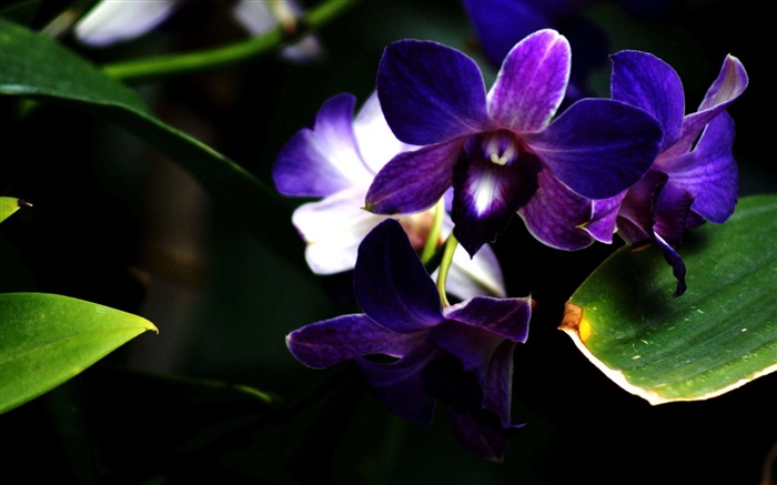 Fondo de pantalla de fotografía de flor de orquídea púrpura Vistas:28726