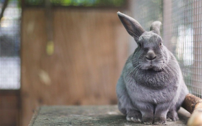 Cute Rabbit Gris-animale mondiale Wallpaper Vues:14538