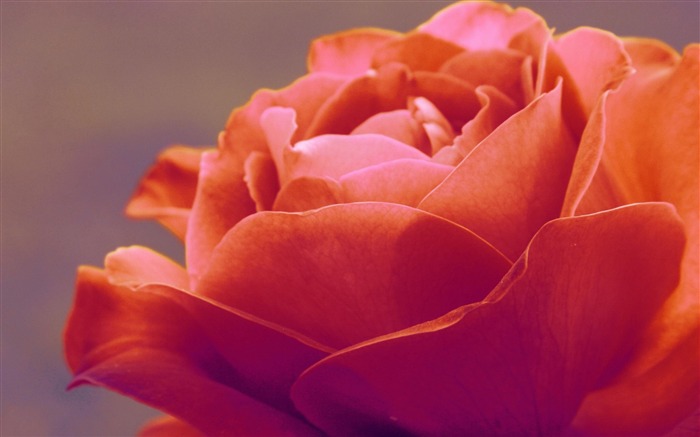 Red Rose Beautiful-Flower Desktop wallpaper Views:13036 Date:2012/9/7 19:24:16