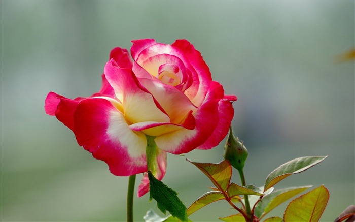 Papel pintado rojo y blanco de la fotografía de la flor color de rosa Vistas:15667