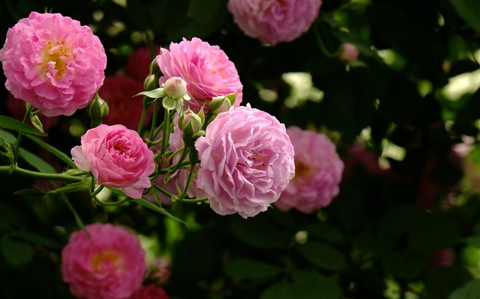 fleurs roses-Fleur fond d'écran photographie Vues:11855