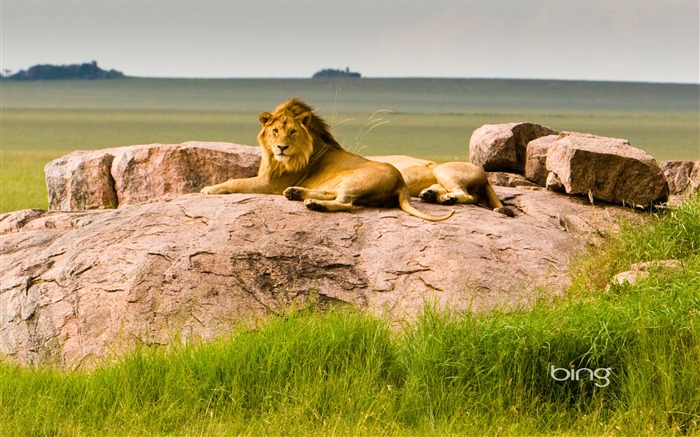 Tanzanie Serengeti National Parc des Lions-Fond d'écran Bing Vues:49620