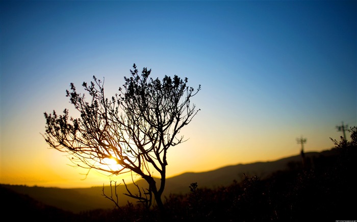 O papel de parede da árvore no papel de parede do por do sol Visualizações:7225