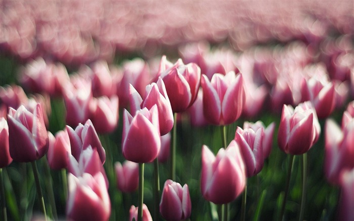 Tulips Pink-Flower Desktop wallpaper Views:15462 Date:2012/9/7 19:27:09