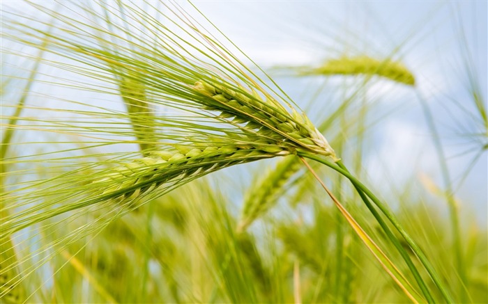 Wheats-plants photography wallpaper Views:10011 Date:2012/9/23 20:04:33