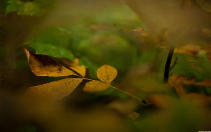 Yellow leaves-Nature Photography Wallpaper Views:9104 Date:2012/9/17 19:07:41