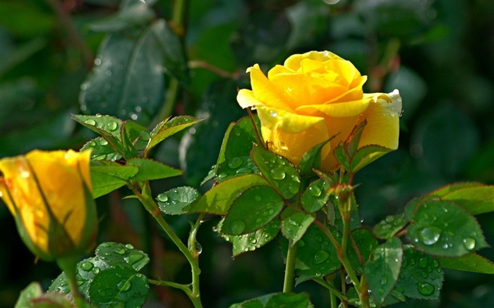 Yellow rose-Flower photography wallpaper Views:39772 Date:2012/9/29 16:53:05