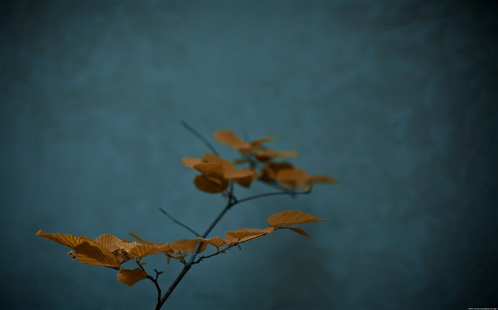 Zen-Nature Photography Wallpaper Views:40346 Date:2012/9/17 19:08:49