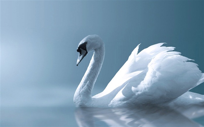 Papéis fotográficos de angel swan-wild animals Visualizações:24352