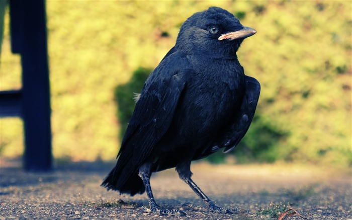 Papéis fotográficos de fotos de pássaros pretos e animais selvagens Visualizações:14319