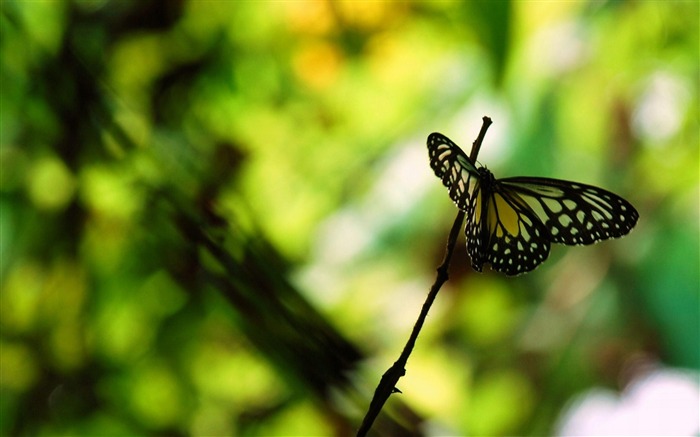 Butterfly Park-Animal World Wallpaper Visualizações:10086