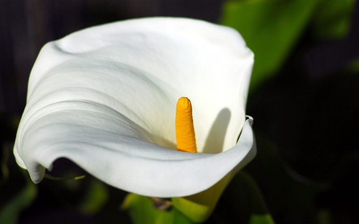 calla macro-Flower Desktop wallpaper Views:11590 Date:2012/9/7 19:14:24