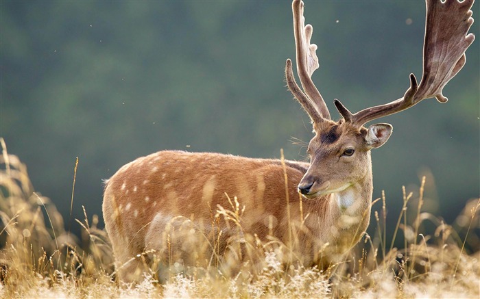 fondos de pantalla de animales lindo Deer-Natural Vistas:33628