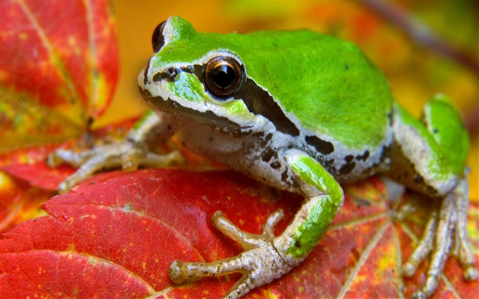 rana en la hoja-Fondos de animales naturales Vistas:12749