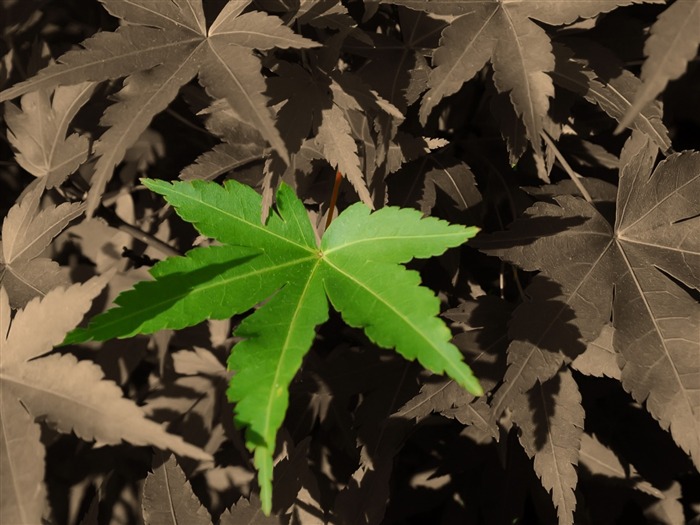 vert feuille unique-Photographie Plantes fonds d'écran Vues:8032