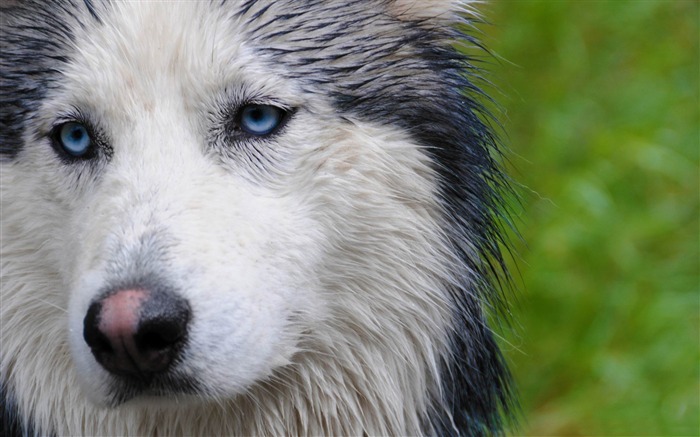 Fondos de fotos de animales naturales del mundo Vistas:36143