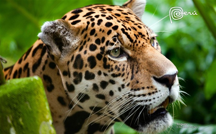 jaguar the big cat-Fondos de animales naturales Vistas:21227