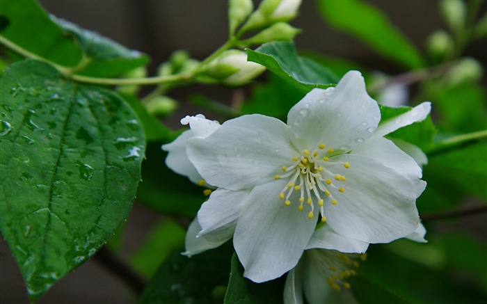 jasmine-Flower Fondos de escritorio Vistas:12119