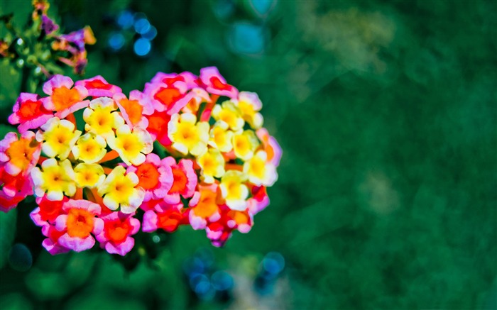 lantana bokeh-Flower Fondos de escritorio Vistas:15171