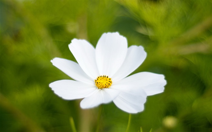 pintura de lente-Fondo de pantalla de flor Vistas:10135