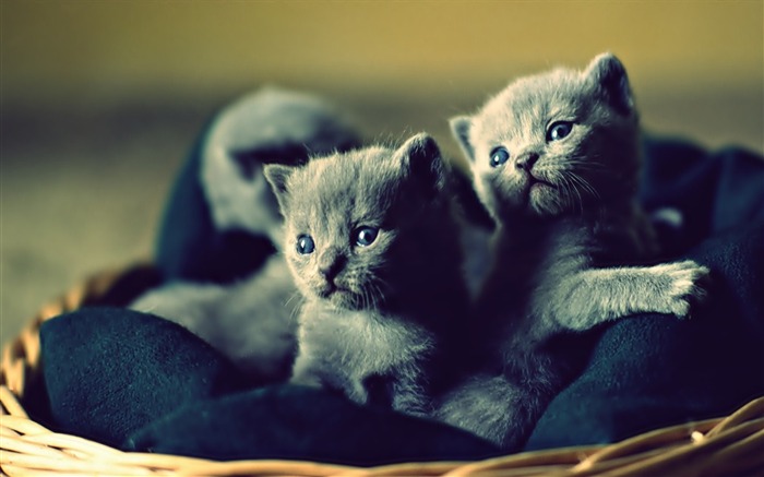 adorável blue russian kittens-wild animals photo wallpaper Visualizações:13890