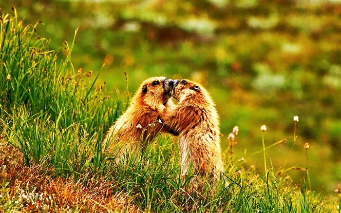 marmotte poussée Parc national d'Olympic-animale mondiale Wallpaper Vues:21700