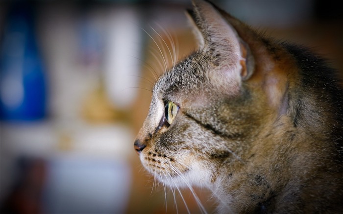 observando papéis de parede de fotos de animais selvagens Visualizações:9218