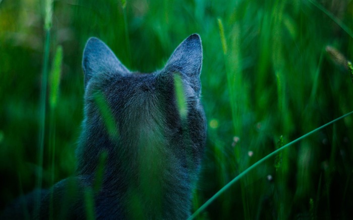 en la caza-Fondos de animales naturales Vistas:10162